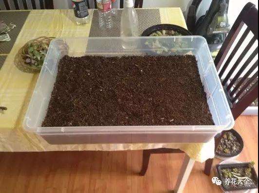 多肉植物怎么土培生根的方法 图片