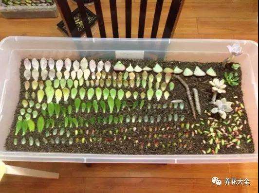 多肉植物怎么土培生根的方法 图片