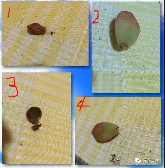 多肉植物怎么土培生根的方法 图片