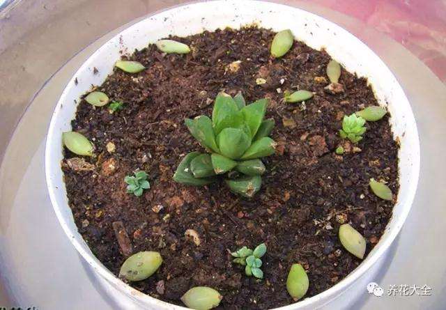 多肉植物怎么土培生根的方法 图片
