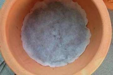 多肉植物怎么土培生根的方法 图片