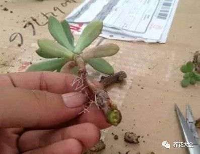 多肉植物怎么空气生根的方法 图片 