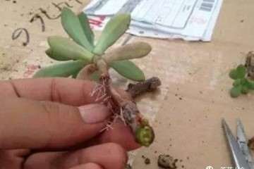 多肉植物怎么空气生根的3个步骤 图片