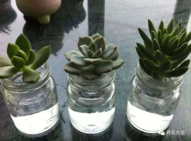 多肉植物怎么水培生根的方法 图片
