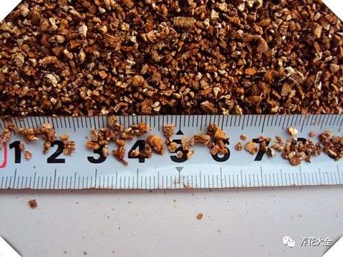 多肉植物怎么蛭石生根的方法 图片 	