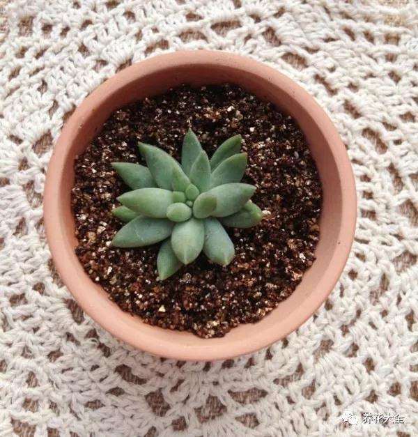 多肉植物怎么蛭石生根的方法 图片 	