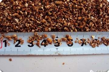 多肉植物怎么蛭石生根的方法 图片