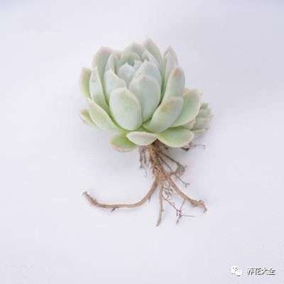 多肉植物怎么蜂蜜水生根的方法 图片 	