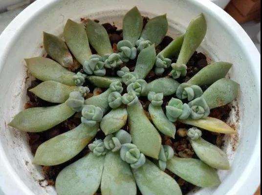 白牡丹多肉怎么快速爆盆的方法 图片