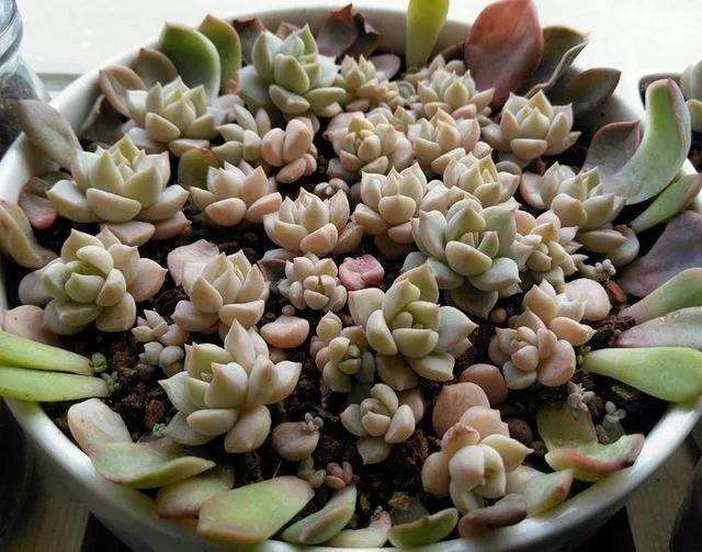 白牡丹多肉怎么快速爆盆的方法 图片