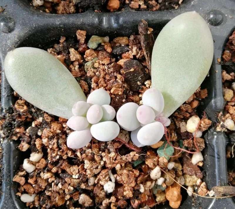 白牡丹多肉怎么快速爆盆的方法 图片