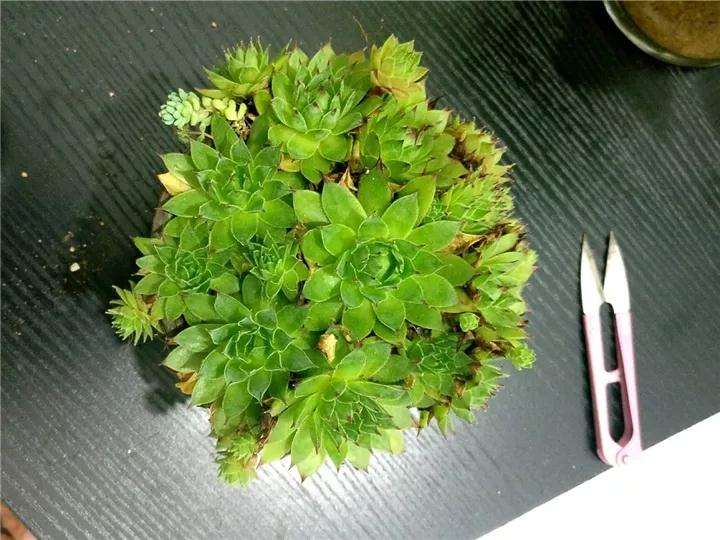 观音莲多肉怎么快速爆盆的方法 图片