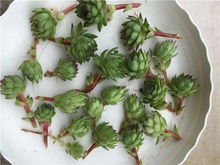 观音莲多肉怎么快速爆盆的方法 图片