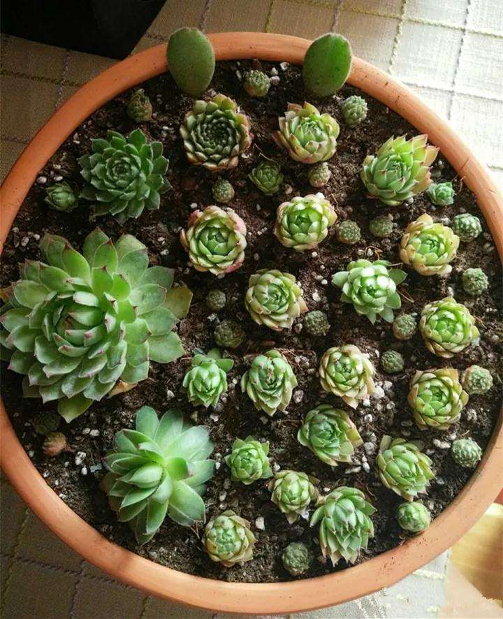 观音莲多肉怎么快速爆盆的方法 图片