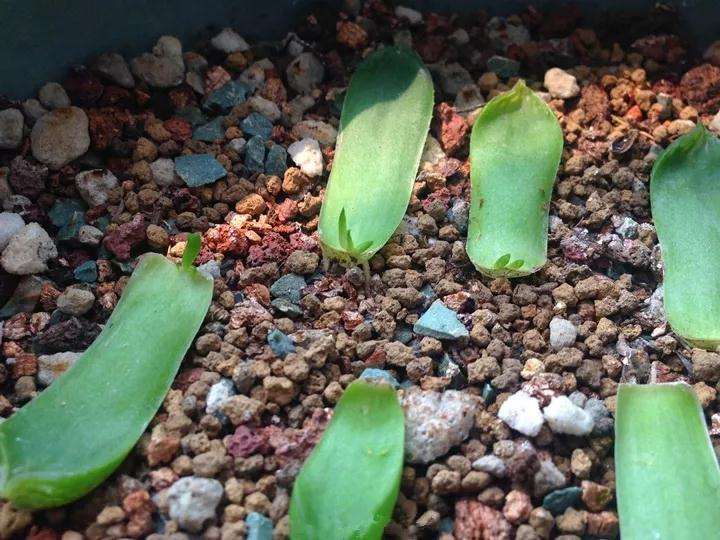 玉露多肉怎么快速爆盆的方法 图片