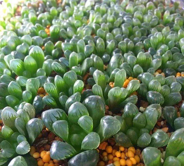 玉露多肉怎么快速爆盆的方法 图片