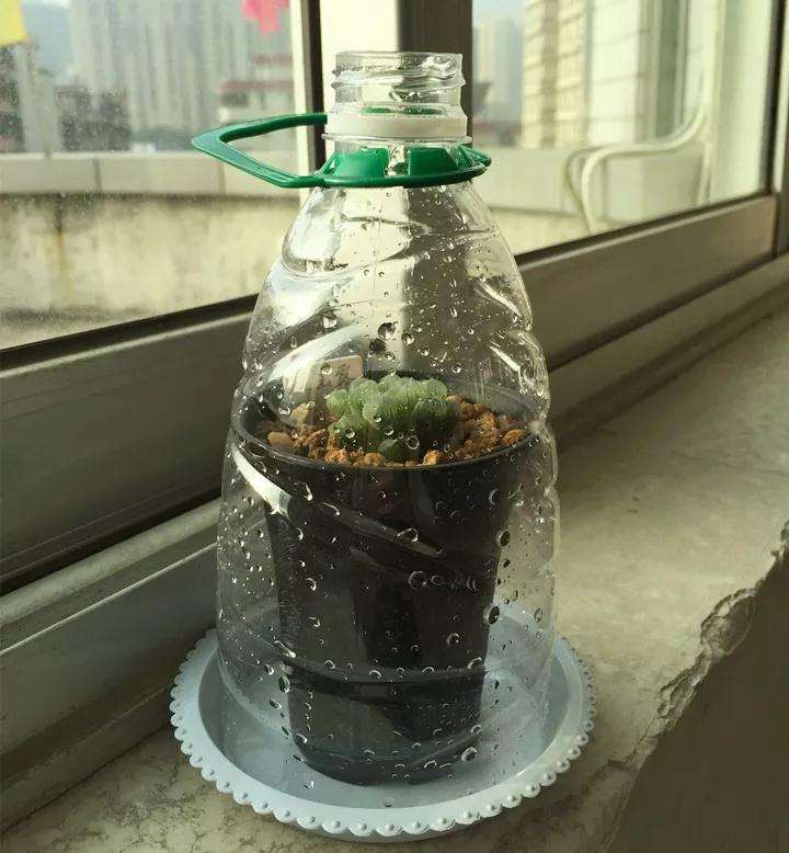 玉露多肉怎么快速爆盆的方法 图片