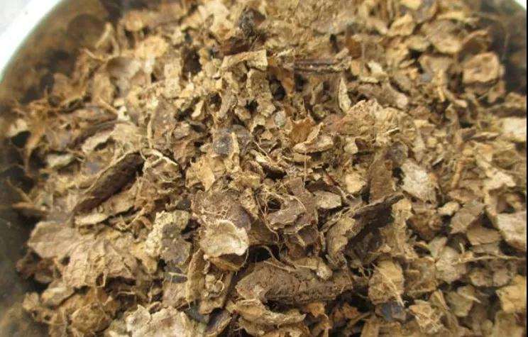 多肉植物太瘦怎么办 加花生壳 图片