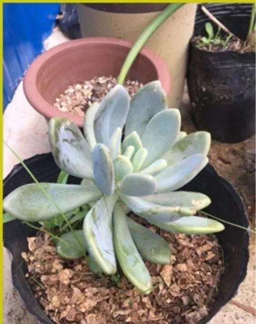 多肉植物太瘦怎么办 加花生壳 图片