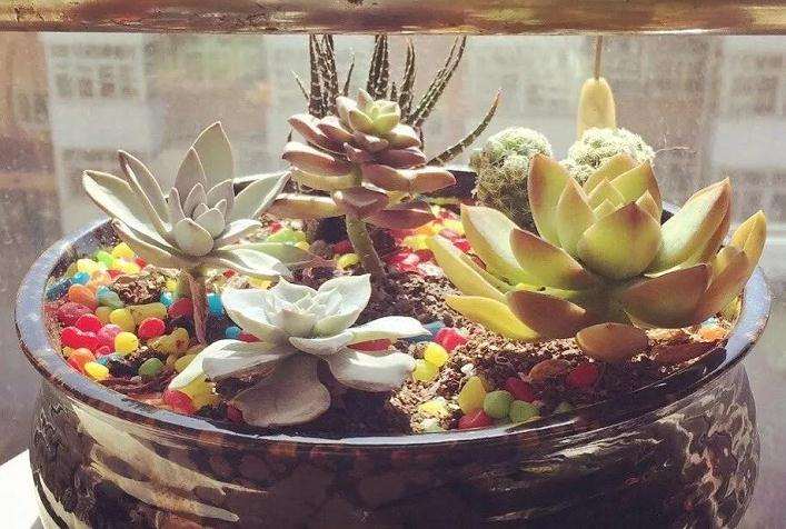 多肉植物太瘦怎么办 加花生壳 图片