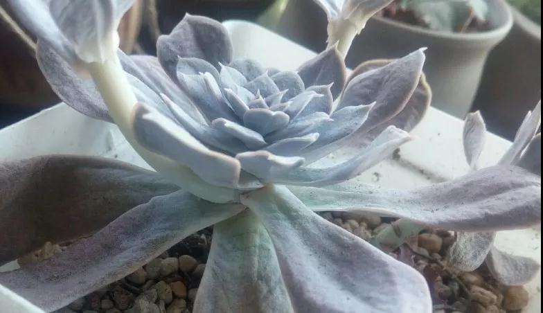 多肉植物太瘦怎么办 加骨粉 图片