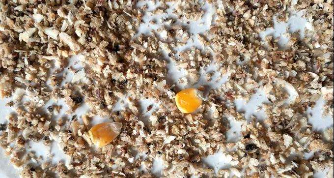 多肉植物太瘦怎么办 加骨粉 图片