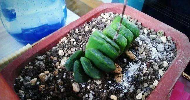 多肉植物太瘦怎么办 加骨粉 图片