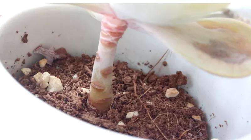 多肉植物太瘦怎么办 铺火山石 图片