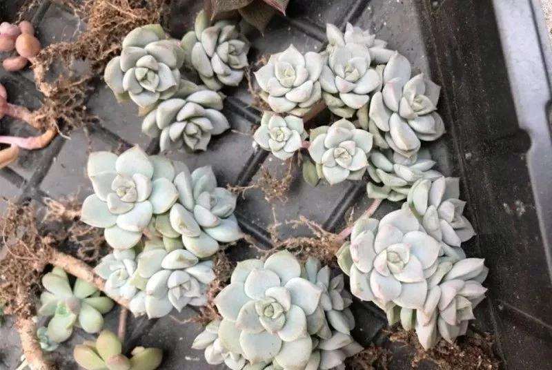 多肉植物太瘦怎么办 铺火山石 图片