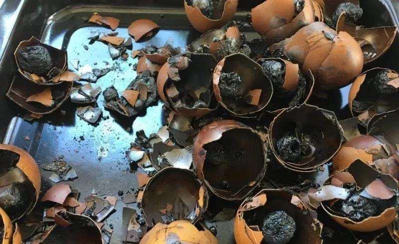 多肉植物太瘦怎么办 加蛋壳 图片