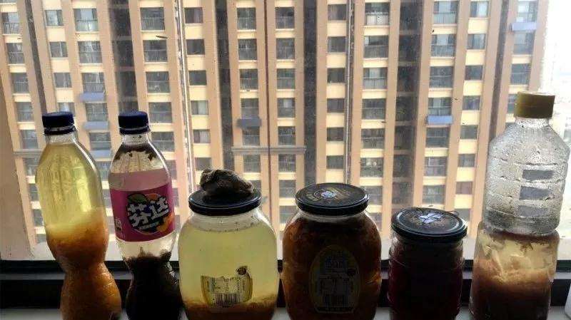 多肉植物太瘦怎么办 加果皮肥 图片 