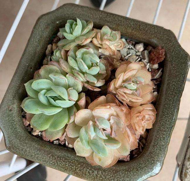 为什么多肉化水 温度高 闷死 图片	