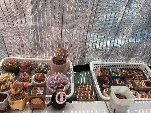 为什么多肉化水 温度高 闷死 图片	