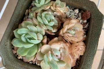 为什么多肉化水 温度高 闷死 图片