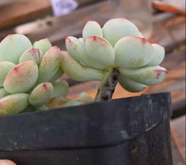 为什么多肉化水 得了黑腐病 图片