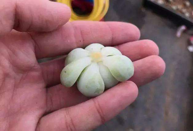 为什么多肉化水 得了黑腐病 图片