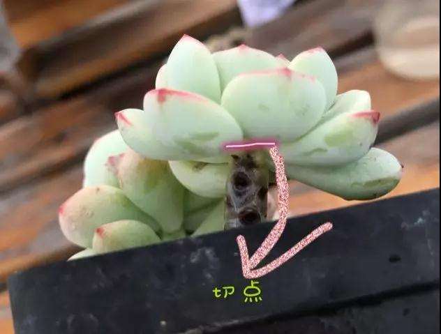 为什么多肉化水 得了黑腐病 图片