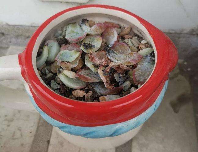 为什么多肉化水 得了黑腐病 图片