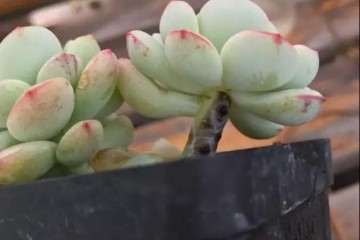 为什么多肉化水 得了黑腐病 图片