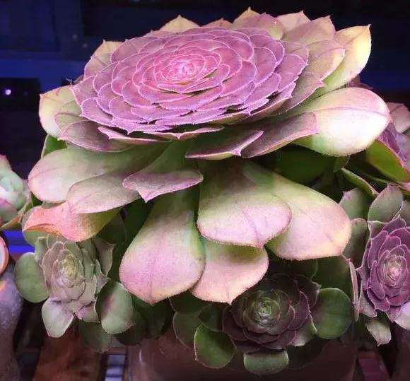 明镜多肉怎么浇水养护的方法 图片