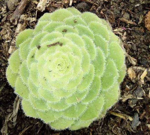 明镜多肉怎么浇水养护的方法 图片