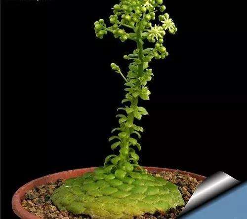 明镜多肉怎么浇水养护的方法 图片