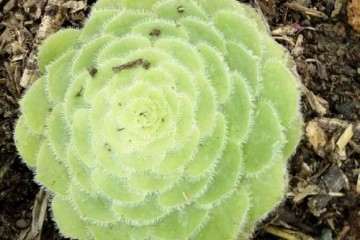 明镜多肉怎么浇水养护的方法 图片