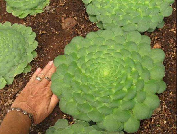 明镜多肉怎么扦插繁殖的方法 图片