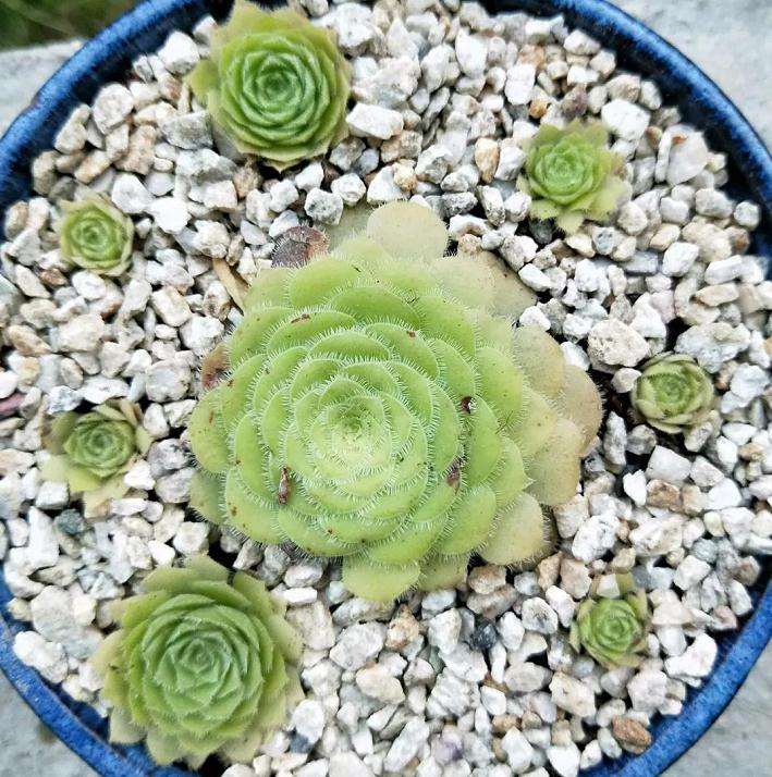 明镜多肉怎么扦插繁殖的方法 图片