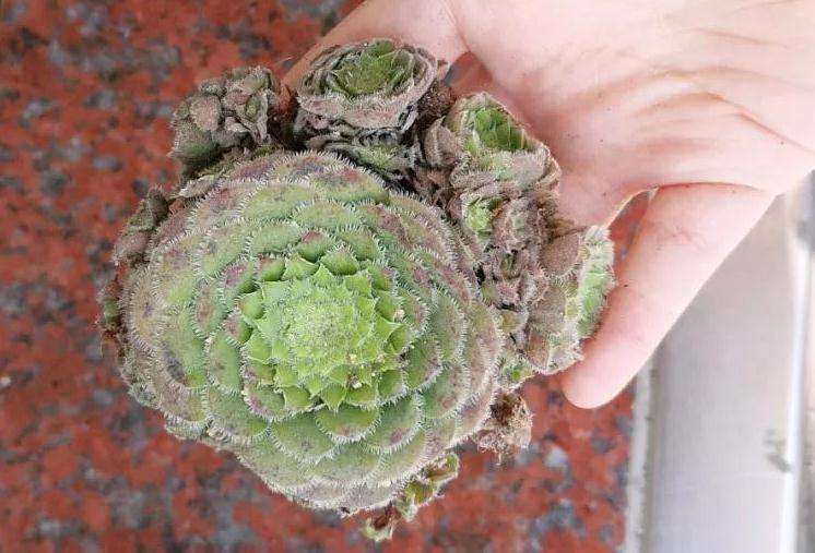 明镜多肉怎么扦插繁殖的方法 图片