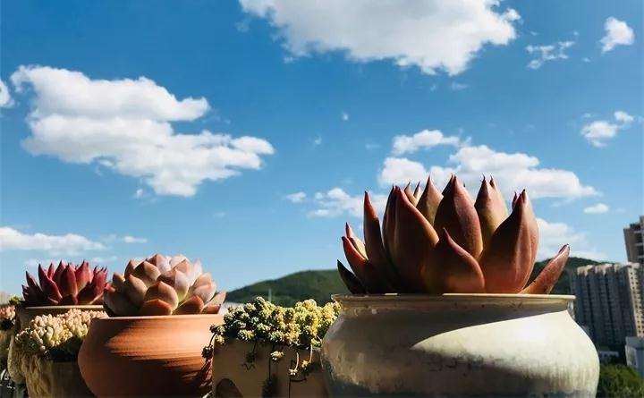 多肉植物怎么拍照 最好的技巧 图片