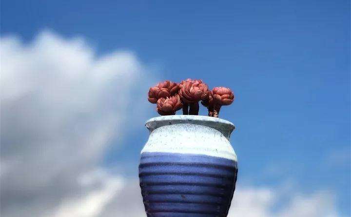 多肉植物怎么拍照 最好的技巧 图片