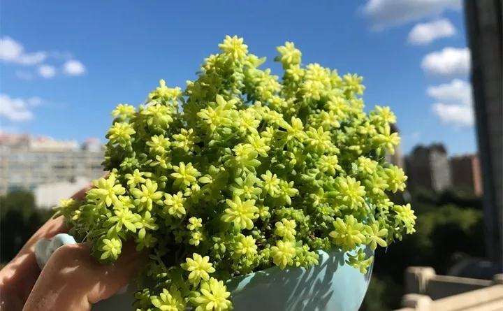 多肉植物怎么拍照 最好的技巧 图片