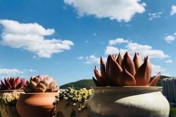 多肉植物怎么拍照 最好的技巧 图片